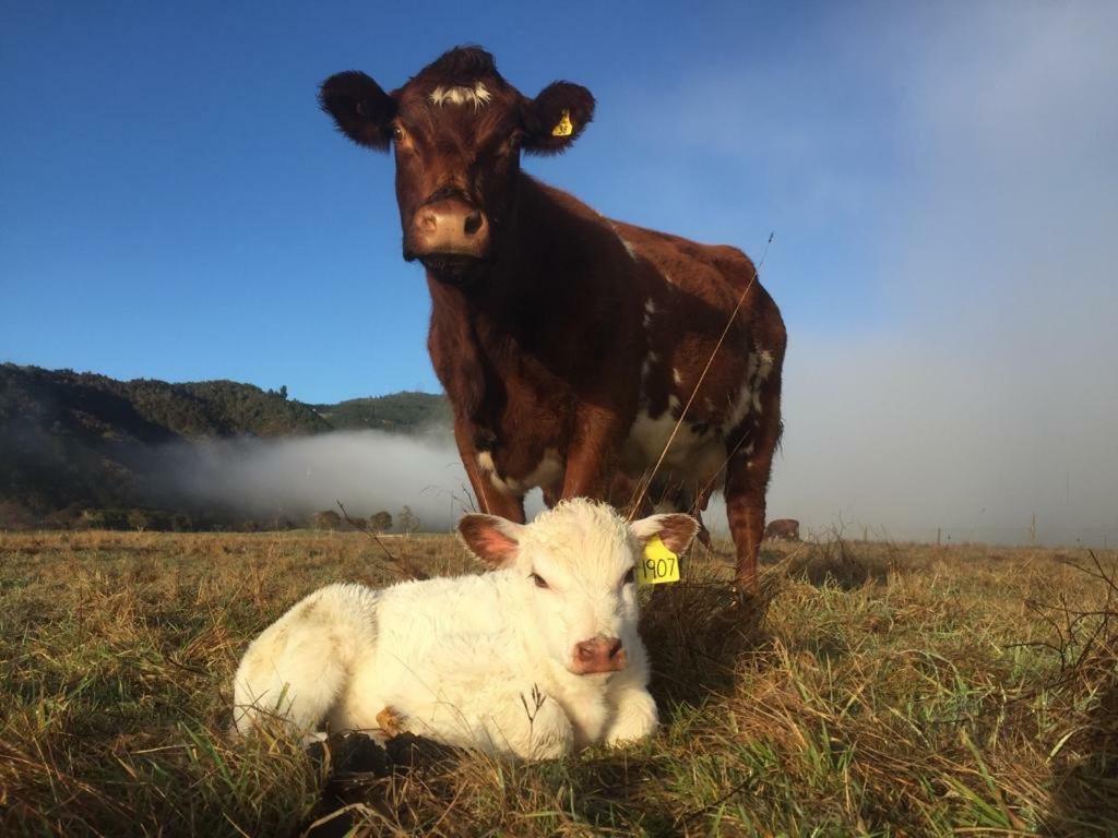 Mohaka River Farm Te Haroto Экстерьер фото